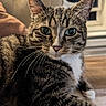 cat, tabby, pet, animal, portrait, close_up, whiskers, green_eyes, pointed_ears, striped_fur, white_chest, sitting, couch, chair, indoor, window, home, cozy, photography, serious_expression