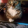 Gracie is registered to the contest to win money with this photo: cat, tabby_cat, pet, animal, feline, portrait, close_up, wide_eyes, whiskers, ears, striped_fur, white_chest, white_paw, sitting, indoor, home, shelf, furniture, bedding, photography