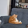 Lucky joined the competition — help win amazing prizes! cat, orange_cat, white_chest, sleepy, lounging, sitting, couch, sofa, patterned_fabric, living_room, kitchen, refrigerator, cabinets, countertop, home, indoor, pet, relaxed, fur, portrait