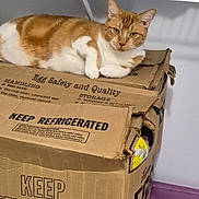 Lucky is registered to the contest to win money with this photo: cat, orange_cat, white_cat, pet, animal, feline, lying_down, relaxed, alert, looking_at_camera, whiskers, ears, fur, cardboard_box, egg_carton, packaging, indoors, home, wall, funny