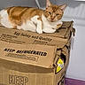 cat, orange_cat, white_cat, pet, animal, feline, lying_down, relaxed, alert, looking_at_camera, whiskers, ears, fur, cardboard_box, egg_carton, packaging, indoors, home, wall, funny