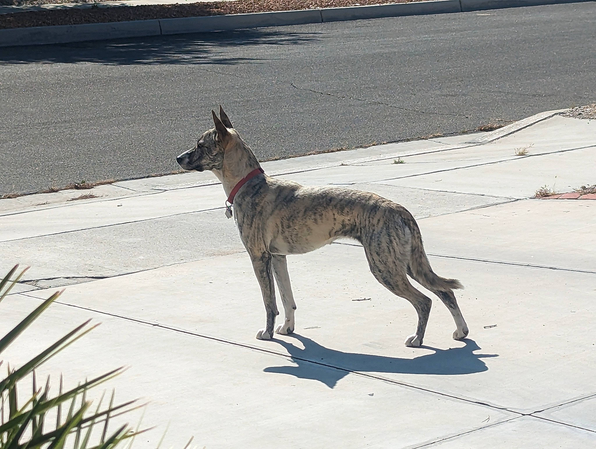 Laila is registered to the contest to win money with this photo: ancient_dog_breeds, canidae, carnivore, collar, dog, dog_breed, dog_supply, fawn, perennial_plant, plant, rampur_greyhound, road_surface, sighthound, snout, sporting_group, tail, terrestrial_animal, wildlife, working_animal, working_dog