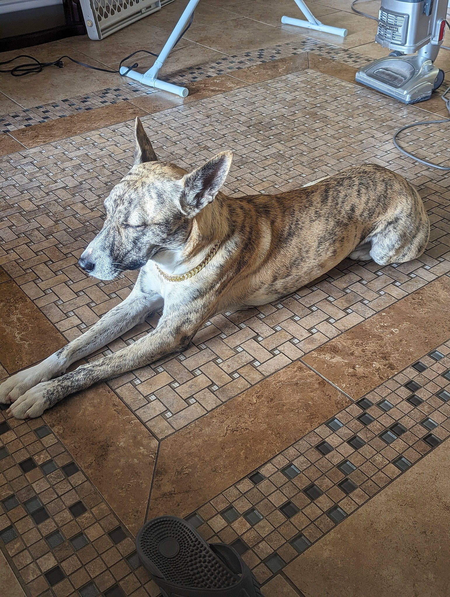 Laila joined the competition — help win amazing prizes! canidae, carnivore, companion_dog, dog, dog_breed, floor, flooring, foot, fur, grey, human_leg, road_surface, sidewalk, snout, sporting_group, street, tableware, tail, terrestrial_animal, wood