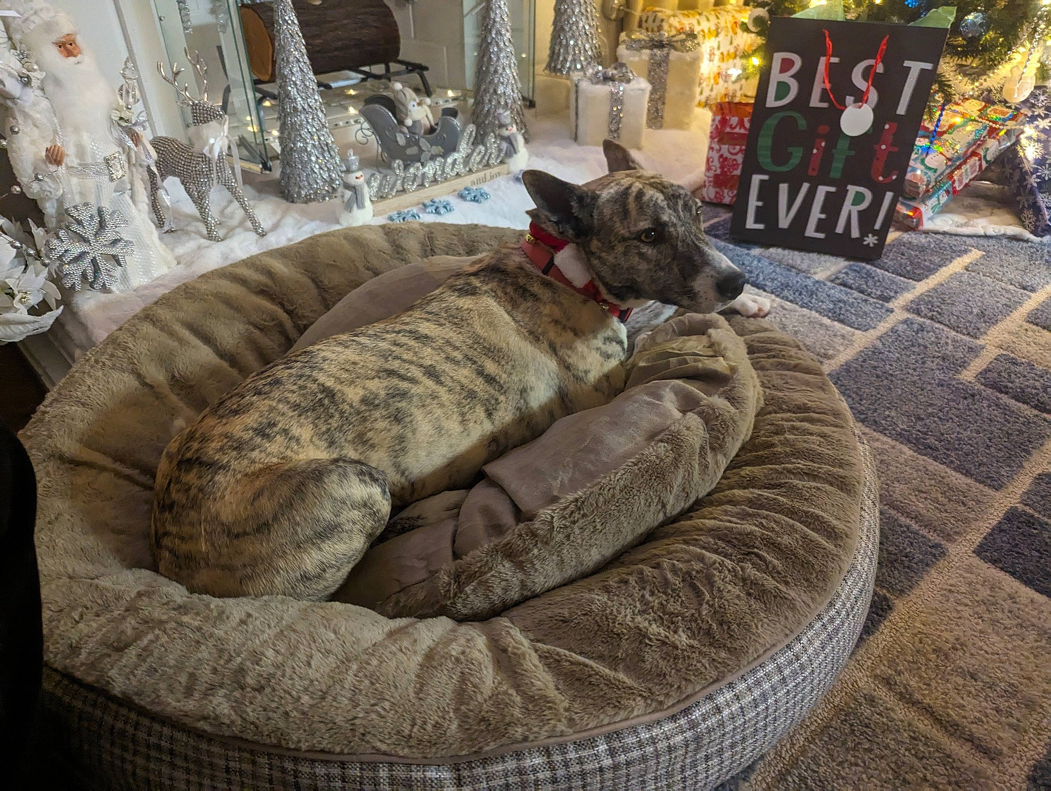 Laila joined the competition — help win amazing prizes! carnivore, cat_bed, comfort, companion_dog, couch, event, felidae, flooring, fur, grey, living_room, ornament, room, small_to_medium_sized_cats, sofa_bed, sporting_group, studio_couch, terrestrial_animal