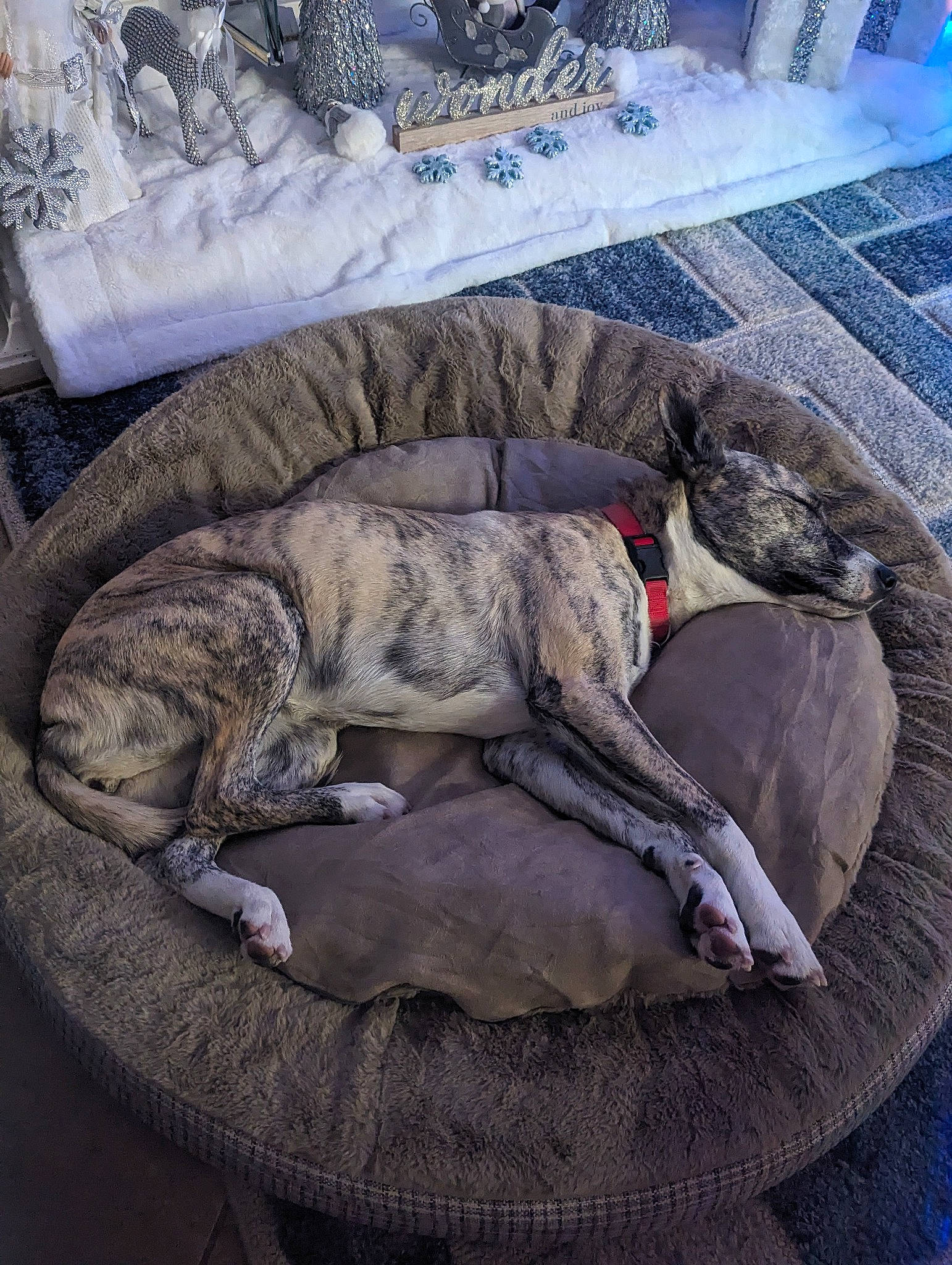 Laila joined the competition — help win amazing prizes! bedding, canidae, carnivore, comfort, companion_dog, couch, dog, dog_breed, fawn, felidae, fur, grey, linens, nap, small_to_medium_sized_cats, sporting_group, tail, terrestrial_animal, textile, whiskers