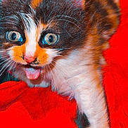 Moumoune participe au concours pour gagner de l'argent avec cette photo : kitten, cat, blue_eyes, tongue_out, playful, fur, calico, pet, animal, cute, red_fabric, close_up, young_animal, whiskers, indoor, portrait, feline, small, adorable, colorful