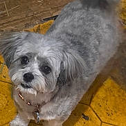 Nancy is registered to the contest to win money with this photo: dog, pet, gray_dog, white_dog, small_dog, fluffy, fur, collar, tag, floor, yellow_floor, patterned_floor, indoor, looking_up, cute, animal, domestic_animal, tail, ears, canine