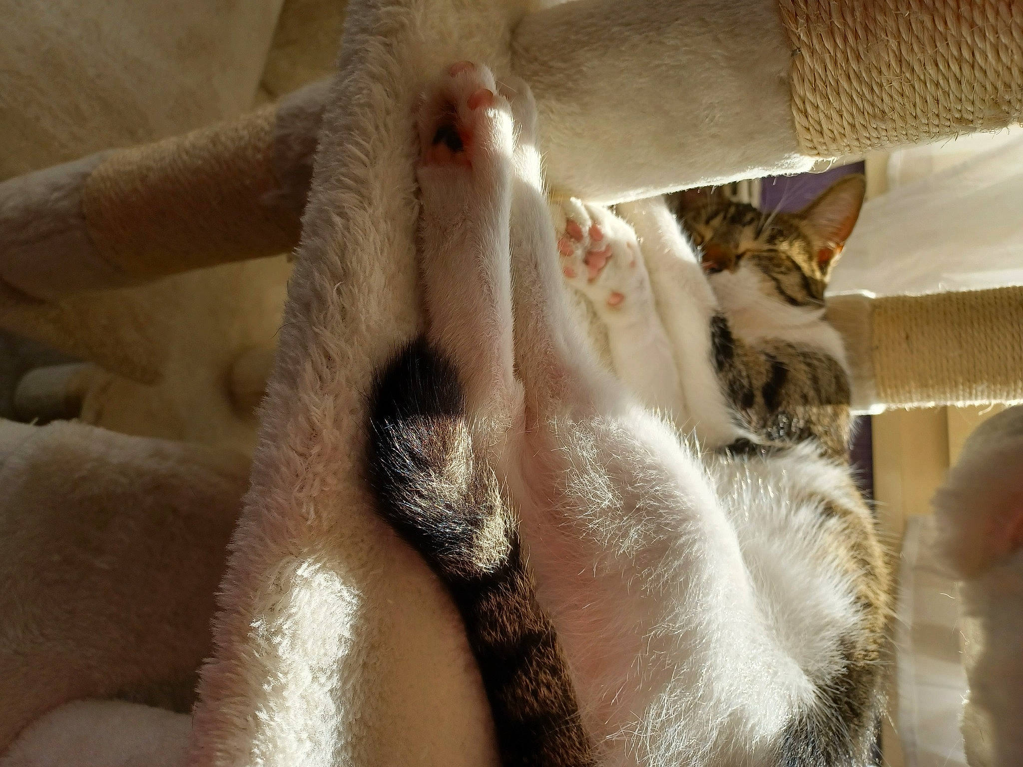 Plume participe au concours pour gagner de l'argent avec cette photo : carnivore, cat, cat_supply, claw, comfort, domestic_short_haired_cat, fawn, felidae, foot, fur, human_leg, linens, nap, paw, small_to_medium_sized_cats, snout, tail, whiskers