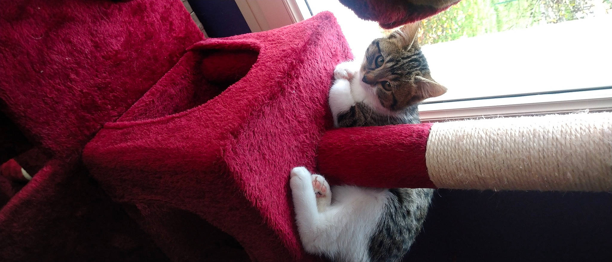 Plume participe au concours pour gagner de l'argent avec cette photo : carnivore, cat, comfort, fawn, felidae, gesture, human_leg, lap, leg, linens, mammal, pattern, small_to_medium_sized_cats, snout, tail, textile, whiskers, window, wood, wool