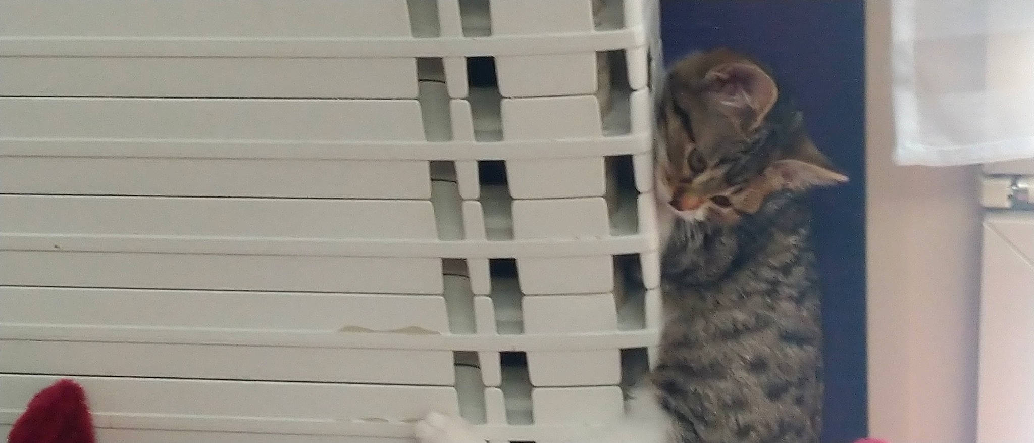 Plume a rejoint le concours — aidez-le/la à gagner de superbes lots ! animal_shelter, cage, carnivore, cat, domestic_short_haired_cat, door, felidae, fur, house, paw, room, small_to_medium_sized_cats, snout, tail, whiskers, window, window_blind, window_covering, window_treatment, wood