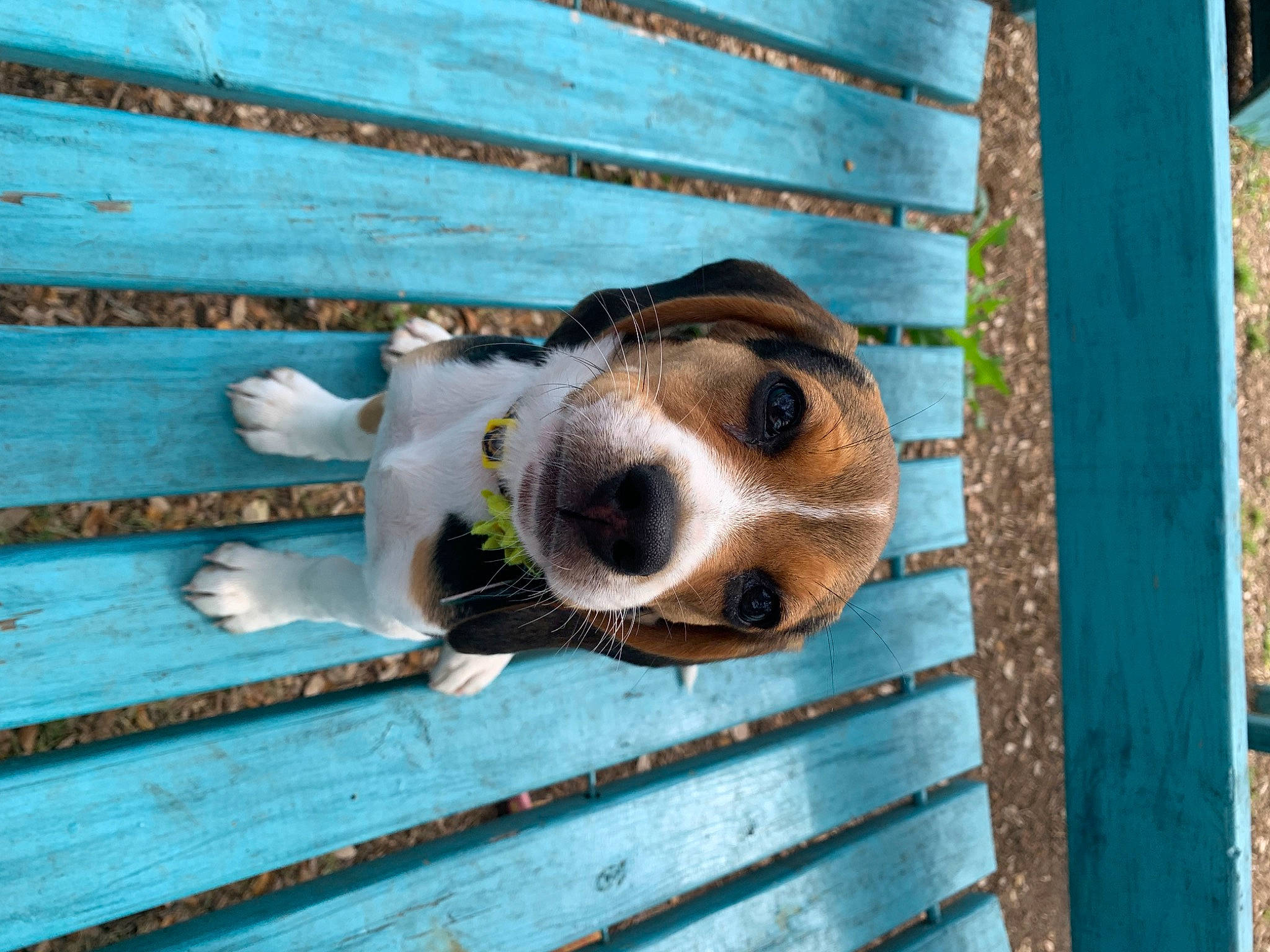 Juniper joined the competition — help win amazing prizes! blue, canidae, carnivore, companion_dog, dog, dog_breed, door, fawn, fence, football, metal, pet_supply, snout, sporting_group, swimming_pool, water, whiskers, window, wood, working_animal