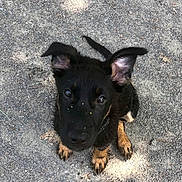 Anakin a rejoint le concours — aidez-le/la à gagner de superbes lots ! puppy, dog, black, tan, ears, eyes, nose, dirt, gravel, outdoor, sitting, looking_up, cute, animal, pet, young, fur, canine, nature, adorable