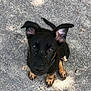 puppy, dog, black, tan, ears, eyes, nose, dirt, gravel, outdoor, sitting, looking_up, cute, animal, pet, young, fur, canine, nature, adorable