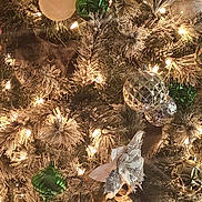 Mr Grey joined the competition — help win amazing prizes! accessories, animal, baby, ball, cat, christmas, christmasdecorations, christmastree, christmastreeornaments, cricket, cricketball, festival, fir, lighting, ornament, person, pet, plant, sport, tree