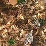 accessories, animal, baby, ball, cat, christmas, christmasdecorations, christmastree, christmastreeornaments, cricket, cricketball, festival, fir, lighting, ornament, person, pet, plant, sport, tree