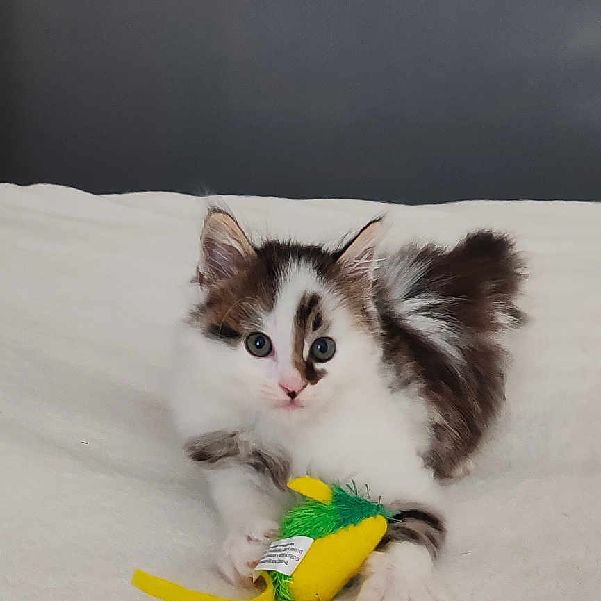 Bandit
