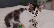 Bandit a rejoint le concours — aidez-le/la à gagner de superbes lots ! alert, animal, bed, bedroom, blue_eyes, brown_fur, cat, colorful_toy, cute, fluffy, home_decor, indoor, kitten, pet, photography, portrait, sitting, soft_blanket, toy, white_fur