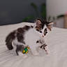 alert, animal, bed, bedroom, blue_eyes, brown_fur, cat, colorful_toy, cute, fluffy, home_decor, indoor, kitten, pet, photography, portrait, sitting, soft_blanket, toy, white_fur