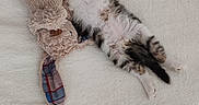 Bandit participe au concours pour gagner de l'argent avec cette photo : cat, kitten, pet, animal, lying_down, belly_up, paws, fluffy, fur, striped_fur, sleepy, playful, plush_toy, stuffed_animal, bed, blanket, indoor, cozy, cute, photograph