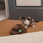 Bandit participe au concours pour gagner de l'argent avec cette photo : animal, cardboard_toy, carpet, cat, curious, cute, doorway, feline, floor, green_ball, home, indoors, kitten, pet, playing, portrait, rug, scratchер, sitting, white_and_brown
