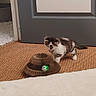 animal, cardboard_toy, carpet, cat, curious, cute, doorway, feline, floor, green_ball, home, indoors, kitten, pet, playing, portrait, rug, scratchер, sitting, white_and_brown