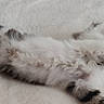 Bandit a rejoint le concours — aidez-le/la à gagner de superbes lots ! animal, blanket, cat, close_up, cozy, cushion, cute, fluffy, fur, gray_cat, indoors, kitten, lying_down, paws, pet, photography, relaxed, sleeping, tail, white_cat