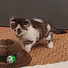 Bandit participe au concours pour gagner de l'argent avec cette photo : animal, black_and_white, cardboard, carpet, cat, crawling, curious, fluffy, fur, home, indoors, kitten, pet, playful, scratcher, small, tail, toy, walking, whiskers