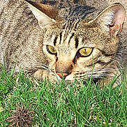 Scout joined the competition — help win amazing prizes! alert, animal, cat, closeup, crouching, ears, eyes, feline, fur, grass, ground, mammal, nature, outdoor, pet, predator, stripes, sunlight, tabby, whiskers