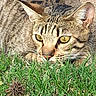 alert, animal, cat, closeup, crouching, ears, eyes, feline, fur, grass, ground, mammal, nature, outdoor, pet, predator, stripes, sunlight, tabby, whiskers