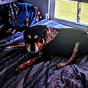 Buster is registered to the contest to win money with this photo: dog, bed, bandana, striped_bedspread, window, grass, tree, chair, blanket, indoor, pet, resting, black_and_tan, fur, animal, daylight, home, comfort, relaxing, fabric