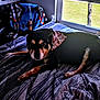 dog, bed, bandana, striped_bedspread, window, grass, tree, chair, blanket, indoor, pet, resting, black_and_tan, fur, animal, daylight, home, comfort, relaxing, fabric