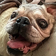 Teddy Bear is registered to the contest to win money with this photo: dog, pug, close_up, tongue_out, teeth, face, pet, animal, cute, expression, fur, nose, ears, blanket, indoor, mammal, snout, whiskers, happy, companion
