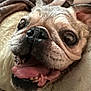 dog, pug, close_up, tongue_out, teeth, face, pet, animal, cute, expression, fur, nose, ears, blanket, indoor, mammal, snout, whiskers, happy, companion