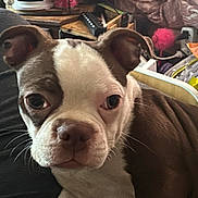Scooter joined the competition — help win amazing prizes! boston_terrier, puppy, dog, close_up, pet, indoor, face, fur, ears, eyes, nose, whiskers, curious, lying_down, couch, blanket, heater, household_items, fabric, cozy