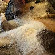 Rosie joined the competition — help win amazing prizes! cat, calico, sleeping, fur, pet, animal, closeup, cozy, blanket, resting, domestic, whiskers, paw, relaxation, indoor, warm, soft, comfort, mammal, nap