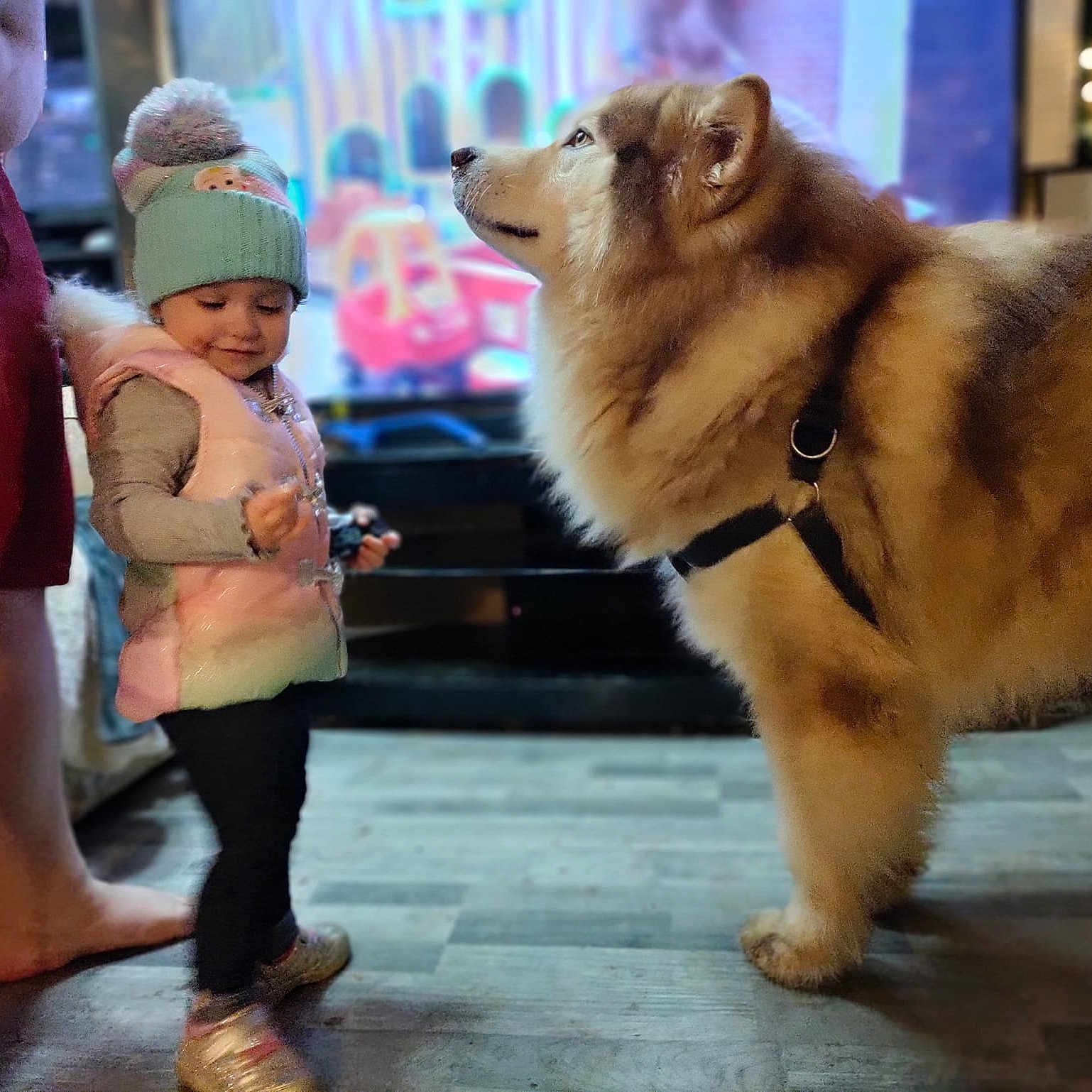 Diesel joined the competition — help win amazing prizes! boot, canidae, carnivore, companion_dog, dog, dog_breed, event, fawn, fur, happy, hat, leash, leisure, mammal, sandal, shorts, snout, sporting_group, toddler, working_animal
