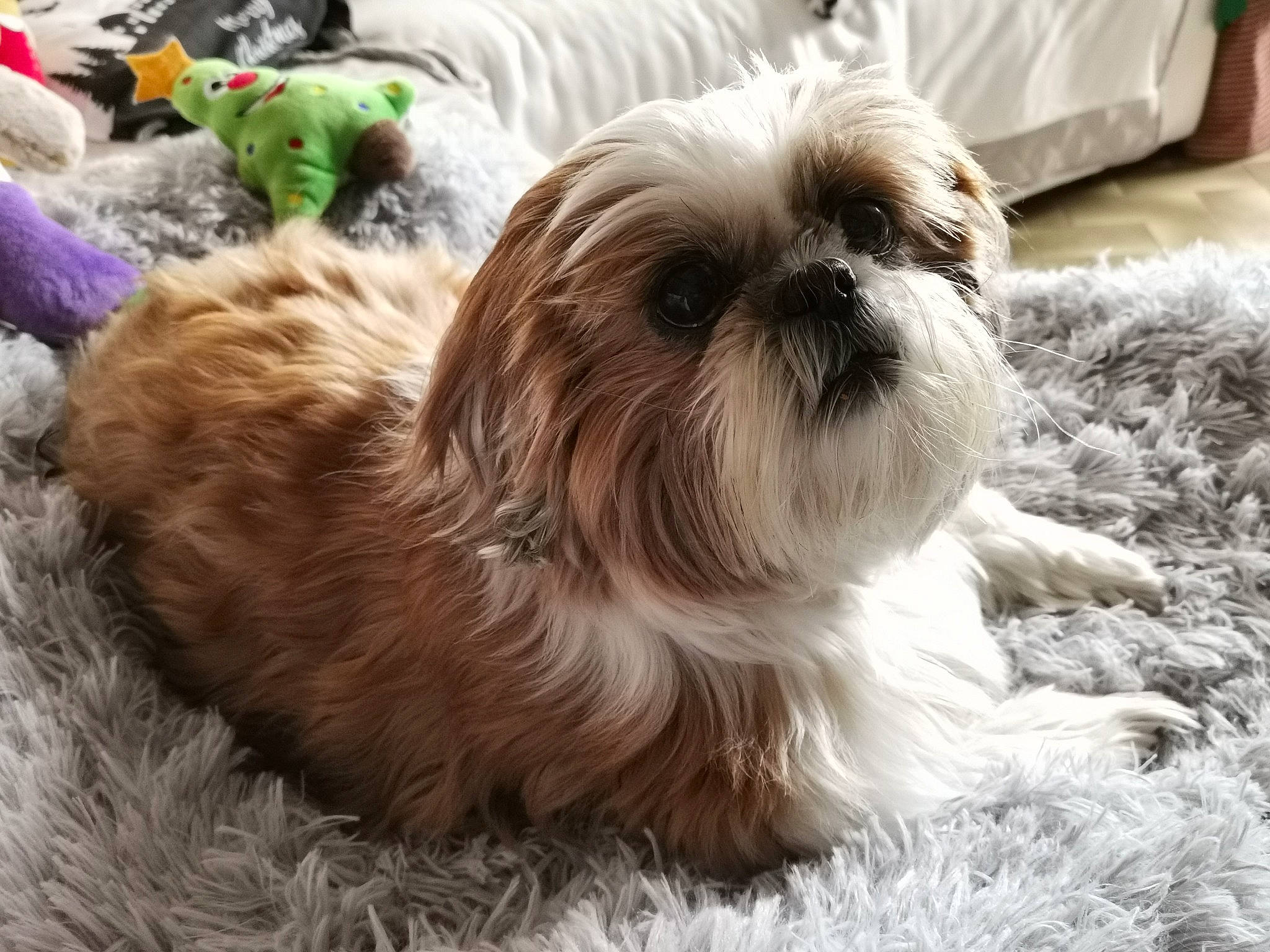 Inka participe au concours pour gagner de l'argent avec cette photo : canidae, carnivore, companion_dog, dog, dog_breed, fawn, fur, grass, liver, mammal, shih_poo, shih_tzu, small_terrier, snout, sporting_group, terrestrial_animal, terrier, toy_dog, vertebrate, working_animal