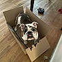 Pumpkin joined the competition — help win amazing prizes! animal, bulldog, canine, cardboard_box, chewed_box, curious, dog, domestic, ears, face, flooring, fur, home, indoor, legs, looking_up, mischievous, pet, toy, wooden_floor