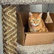 Pumpkin joined the competition — help win amazing prizes! animal, cardboard_box, carpet, cat, cat_tree, closeup, collar, cozy, curious, domestic_cat, feline, furniture, ginger_cat, indoor, orange_fur, pet, relaxed, scratching_post, tassel, toy
