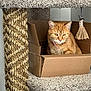 animal, cardboard_box, carpet, cat, cat_tree, closeup, collar, cozy, curious, domestic_cat, feline, furniture, ginger_cat, indoor, orange_fur, pet, relaxed, scratching_post, tassel, toy