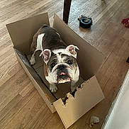 Himiko is registered to the contest to win money with this photo: animal, bulldog, canine, cardboard_box, chewed_box, curious, dog, domestic, ears, face, flooring, fur, home, indoor, legs, looking_up, mischievous, pet, toy, wooden_floor
