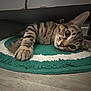 big_eyes, cat, close_up, collar, cozy, curious, floor, home_interior, indoor, paw, pet, playful, portrait, resting, rug, striped_fur, tabby, under_furniture, whiskers, wooden_floor