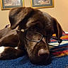 animal, blanket, brown_dog, cozy, cute, decor, dog, ears, fur, glasses, home, indoor, laying_down, painting, pet, portrait, resting, sleepy, snout, wall