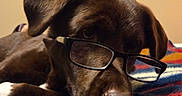 Lucy is registered to the contest to win money with this photo: animal, blanket, brown_dog, carpet, closeup, cozy, cute, dog, ears, eyewear, framed_art, glasses, indoor, muzzle, painting, pet, portrait, relaxed, resting, wall