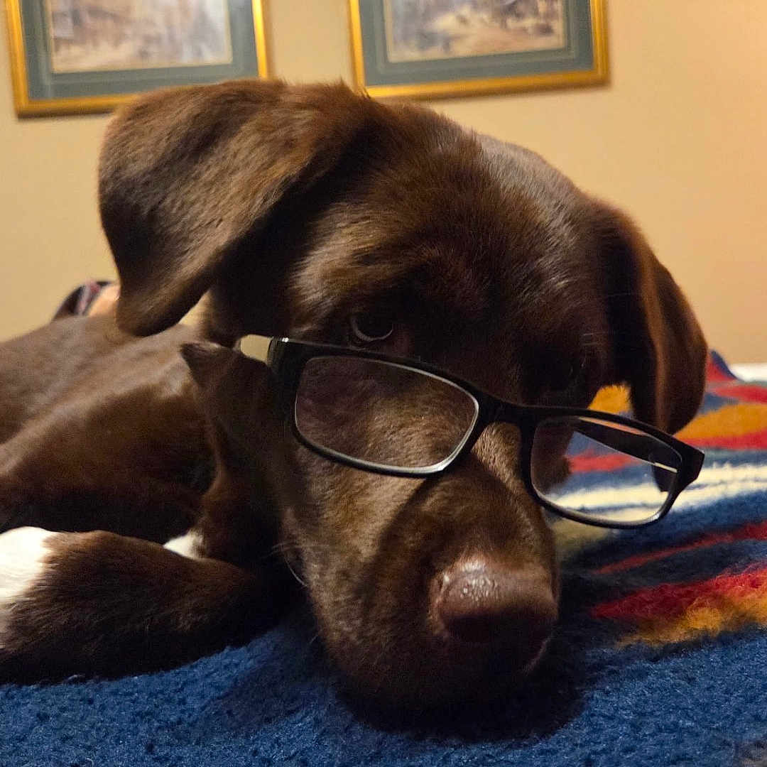 Lucy is registered to the contest to win money with this photo: animal, blanket, brown_dog, carpet, closeup, cozy, cute, dog, ears, eyewear, framed_art, glasses, indoor, muzzle, painting, pet, portrait, relaxed, resting, wall