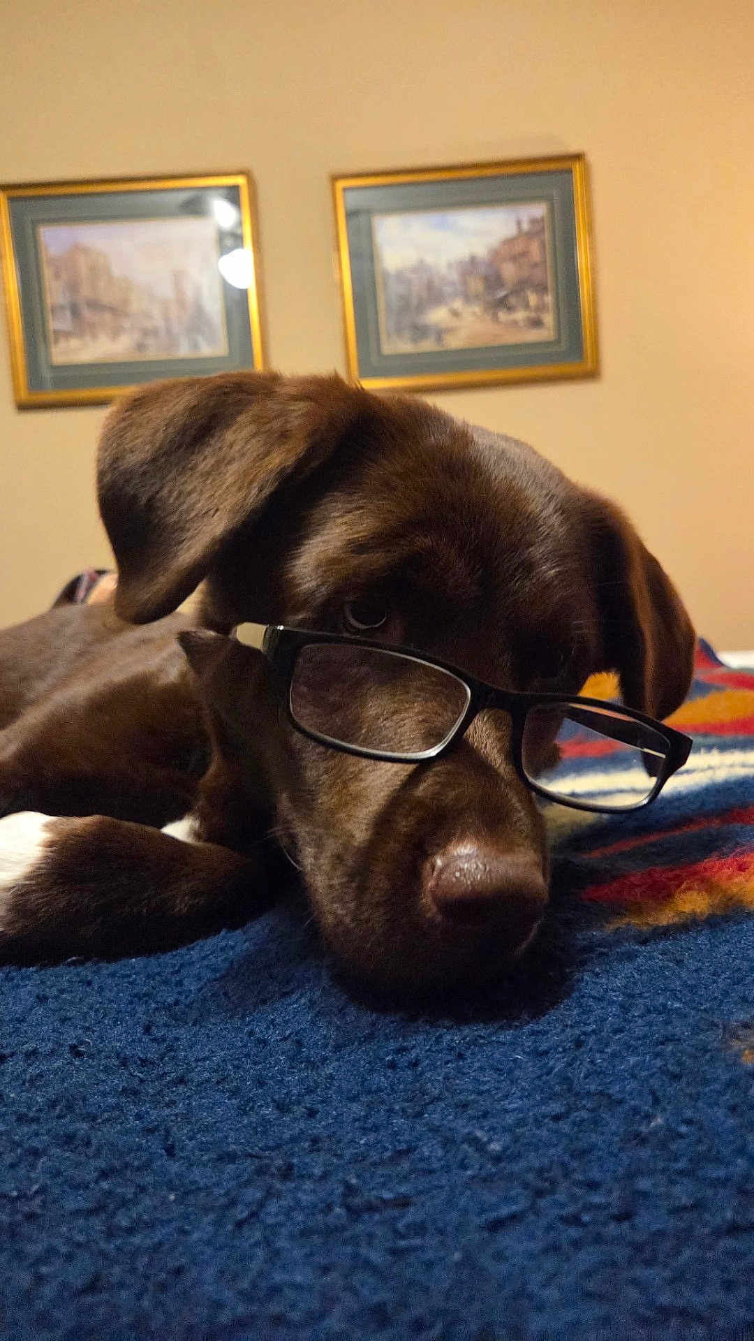Lucy is registered to the contest to win money with this photo: dog, glasses, brown_dog, blanket, indoor, painting, framed_art, wall, resting, cozy, pet, muzzle, ears, portrait, animal, eyewear, closeup, carpet, cute, relaxed