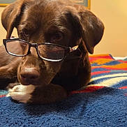 Lucy is registered to the contest to win money with this photo: animal, artwork, blanket, brown_dog, canine, cozy, cute, decor, dog, eyewear, furniture, glasses, home, indoor, lying_down, mammal, pet, portrait, relaxed, resting