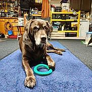Chloe joined the competition — help win amazing prizes! dog, labrador, brown_dog, toy, green_toy, blue_mat, garage, tools, shelves, storage, carpet, floor, pet, animal, indoor, resting, laying_down, paw, old_dog, clutter