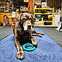 dog, labrador, brown_dog, toy, green_toy, blue_mat, garage, tools, shelves, storage, carpet, floor, pet, animal, indoor, resting, laying_down, paw, old_dog, clutter