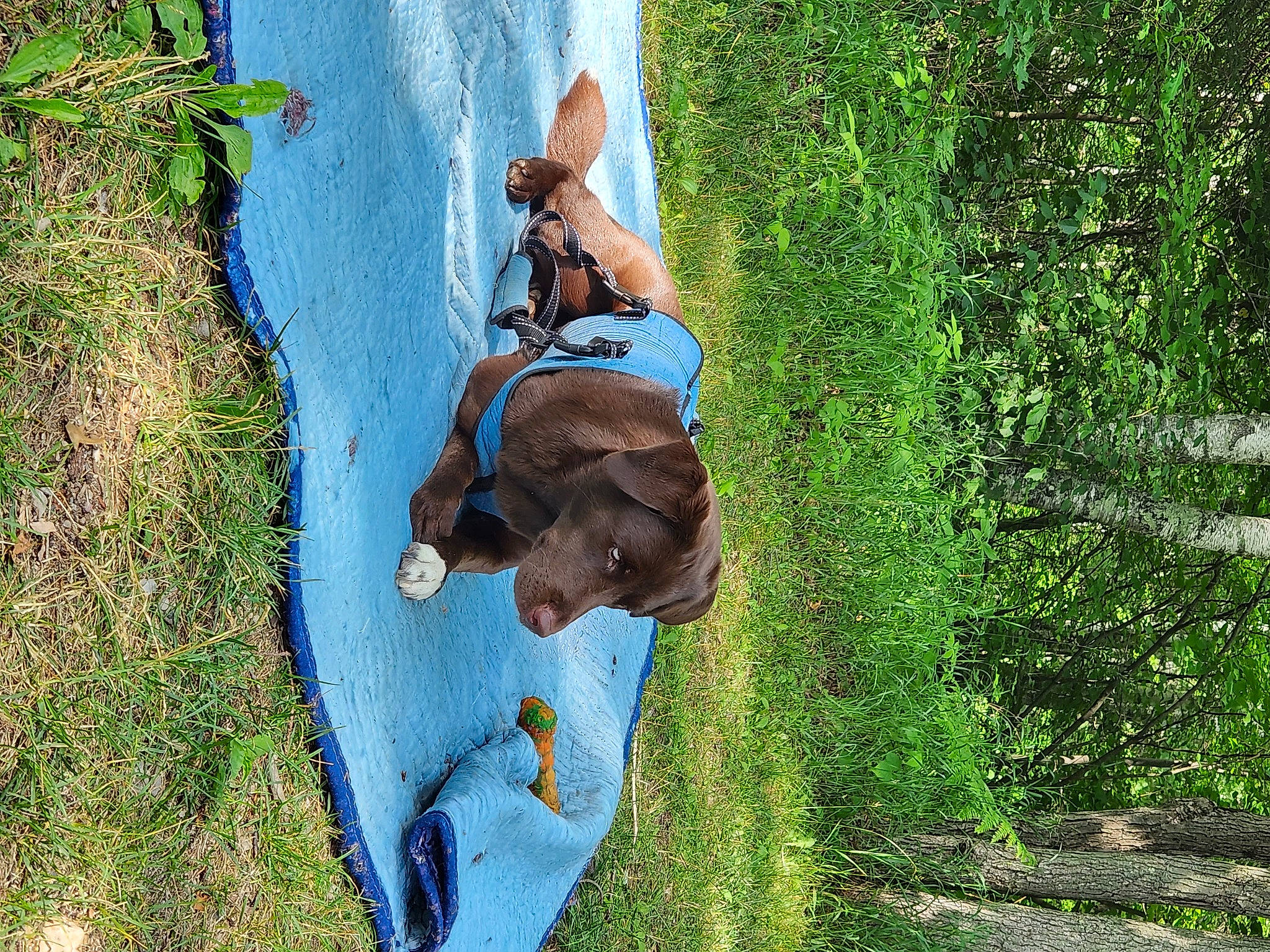 Lucy joined the competition — help win amazing prizes! carnivore, dog, dog_breed, electric_blue, fawn, fun, grass, grass_family, grassland, landscape, leisure, people_in_nature, plant, recreation, shrub, sunglasses, tree, water, woody_plant, working_animal